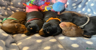 Miniature Dachshund dogs - Advert 4