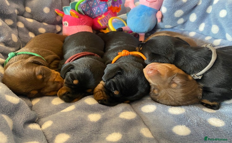 Miniature Dachshund dogs - Advert 1