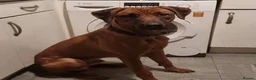 Rhodesian Ridgeback dogs for stud: Pedigree Rhodesian Ridgeback for Stud - Advert 2