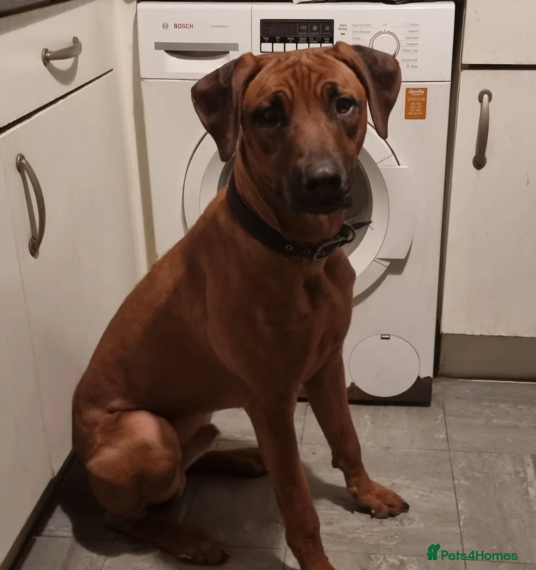 Rhodesian Ridgeback dogs for stud: Pedigree Rhodesian Ridgeback for Stud - Advert 2