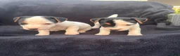 Jack Russell dogs for sale: Jack Russell puppies for sale  - Advert 7
