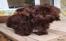 Yorkshire Terrier dogs for sale: Stunning chocolate Yorkie girl, 6 months - Image 7