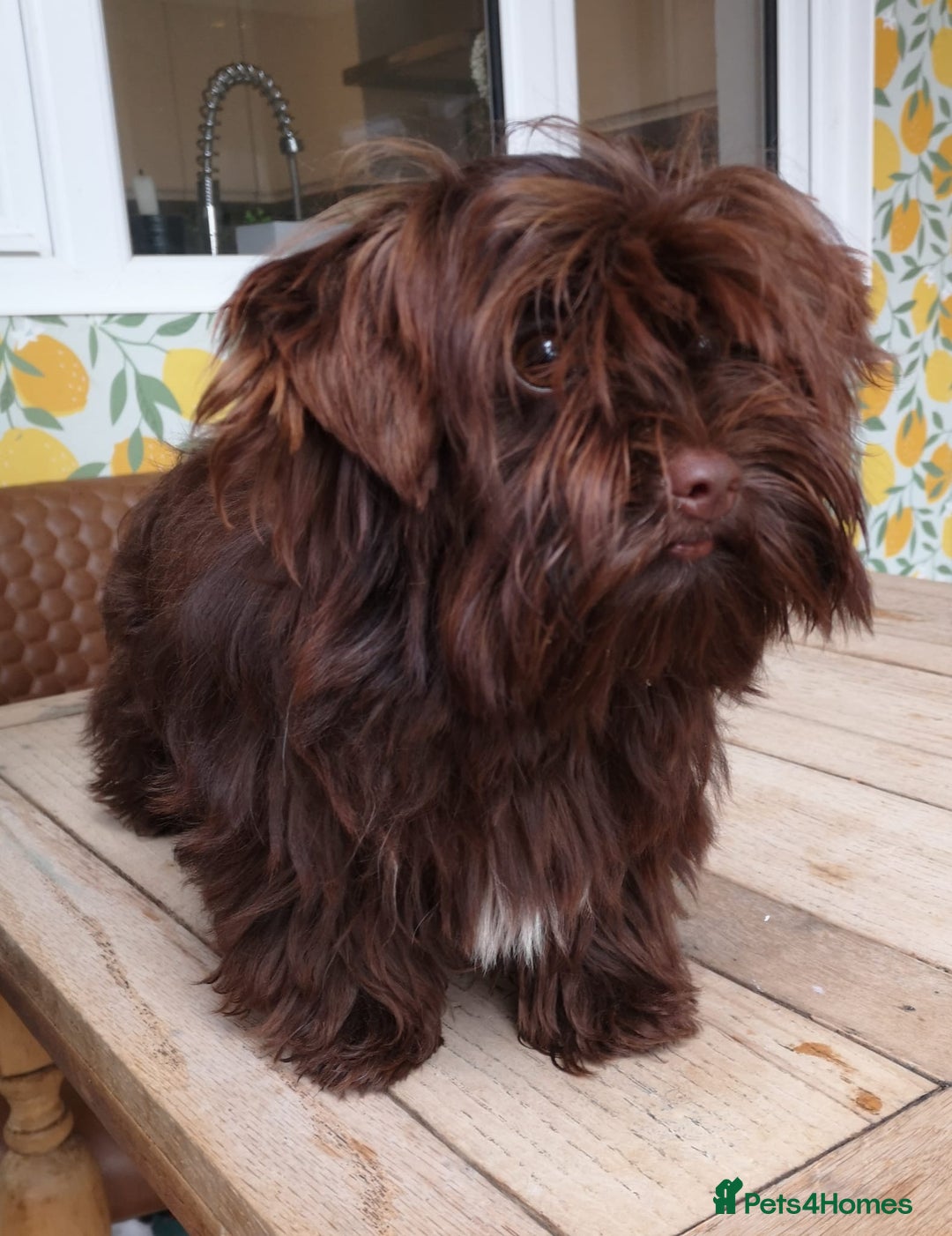 Yorkshire Terrier dogs for sale: Stunning chocolate Yorkie girl, 6 months - Image 7