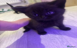 British Shorthair cats for sale: 4 kittens half British shorthair  - Advert 6