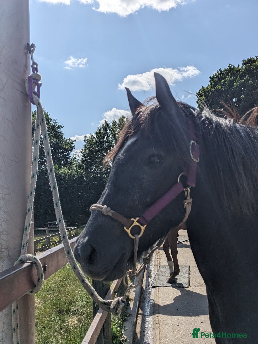 Dartmoor horses for sale: Flint aka Leightor Crumpet  - Image 1