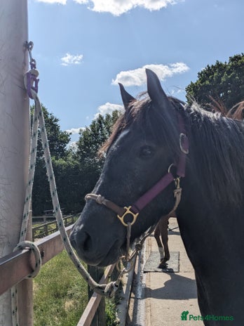 Dartmoor horses - Advert 1