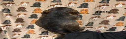 Cocker Spaniel dogs for sale: Playful show type cocker spaniels  in Bury Saint Edmunds - Advert 16