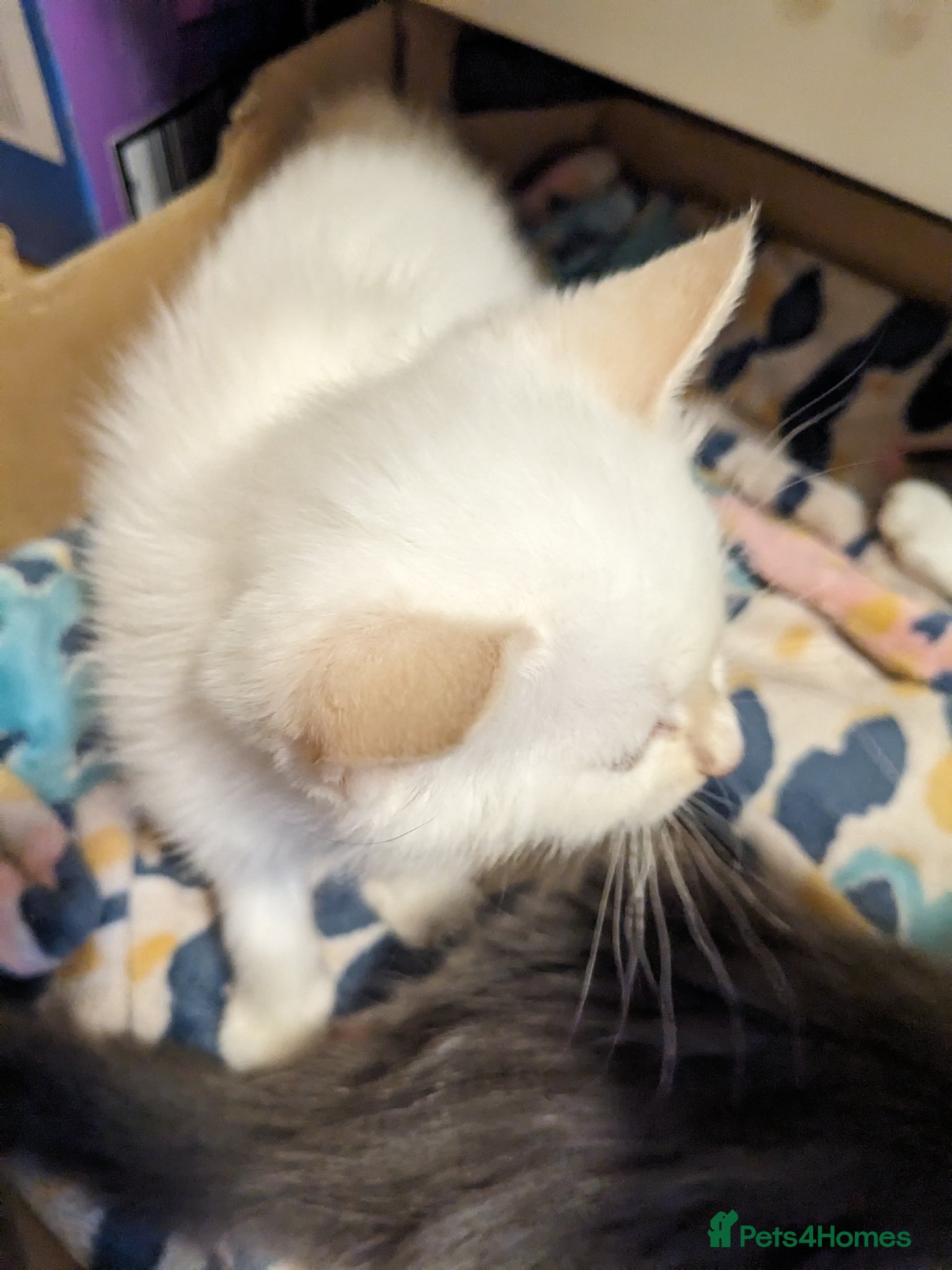 Mixed Breed cats for sale: Gorgeous Cuddly Kittens. Quarter Ragdoll  - Advert 8