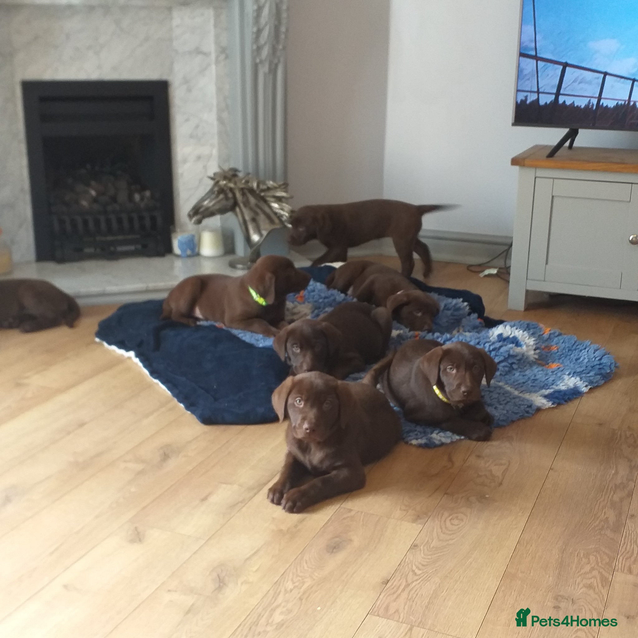 Labrador Retriever dogs KC Registered Chocolate Lab Pups - Advert 7