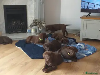 Labrador Retriever dogs KC Registered Chocolate Lab Pups - Advert 7