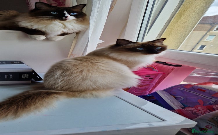 Ragdoll cats - Advert 14