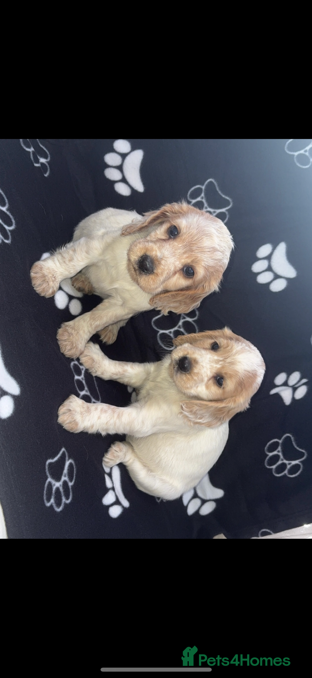 Cocker Spaniel dogs for sale: Sold  - Image 5