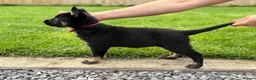 Belgian Shepherd Dog dogs for sale: EXCEPTIONAL WORKING LINE SHEPHERDS! - Advert 6