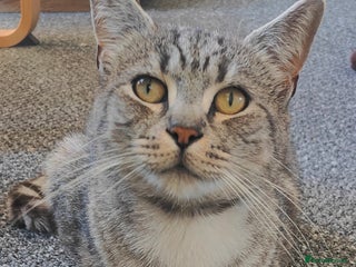 Mixed Breed cats Cats for adoption - Advert 1