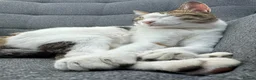 Mixed Breed cats for adoption: Female Cat for Adoption - Advert 3