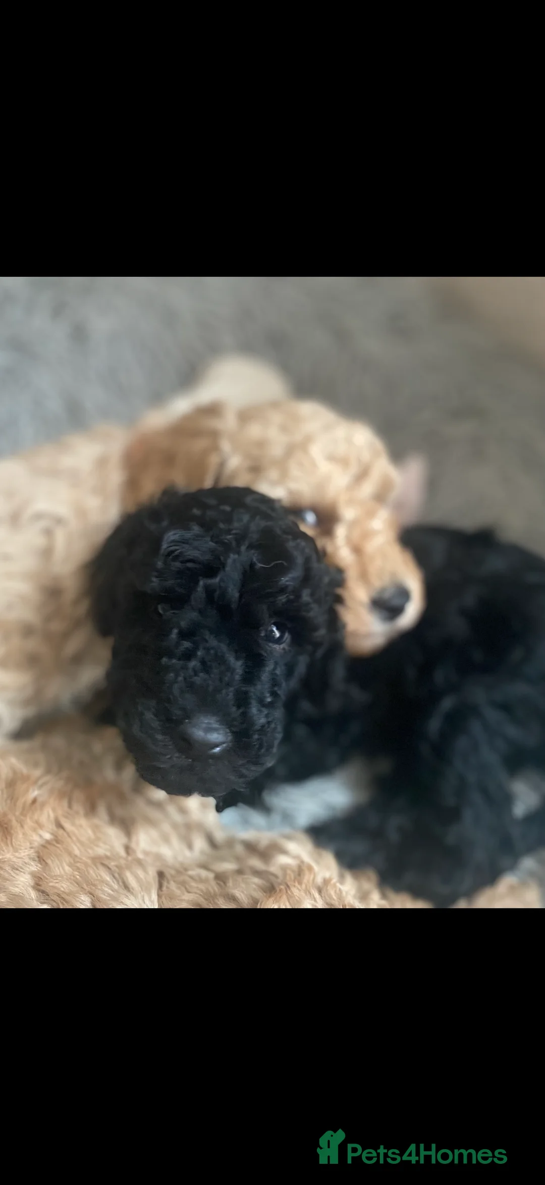 Australian Labradoodle dogs for sale: Health Tested multigen Australian labradoodles  in Ware - Advert 16