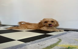 Cockapoo dogs for sale: F1 pra clear Cockapoos (council licensed breeder) - Image 9