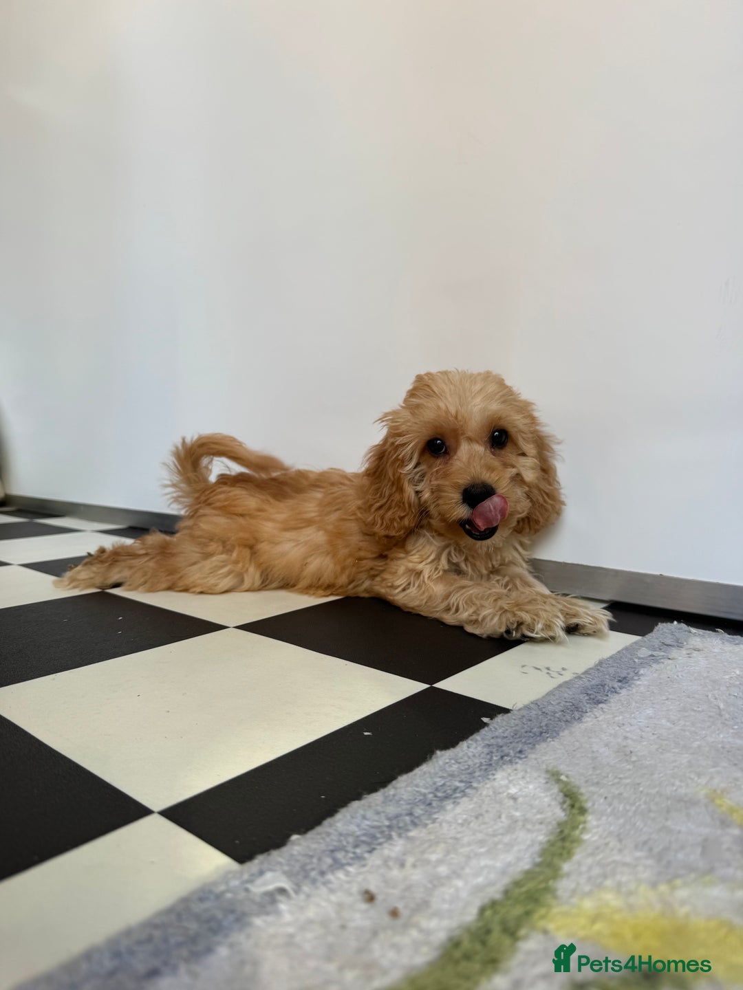 Cockapoo dogs for sale: F1 pra clear Cockapoos (council licensed breeder) - Image 9