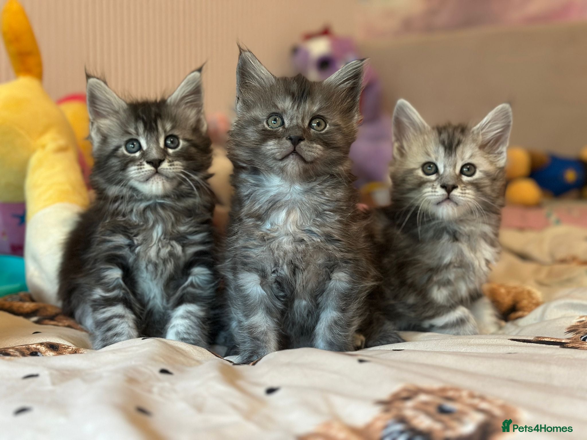 Maine Coon cats 🩶 3 Stunning Large Males 🩶 - Advert 1