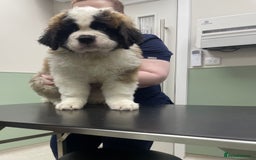 Saint Bernard dogs for sale: Saint Bernard puppies. Ready to leave  - Image 3