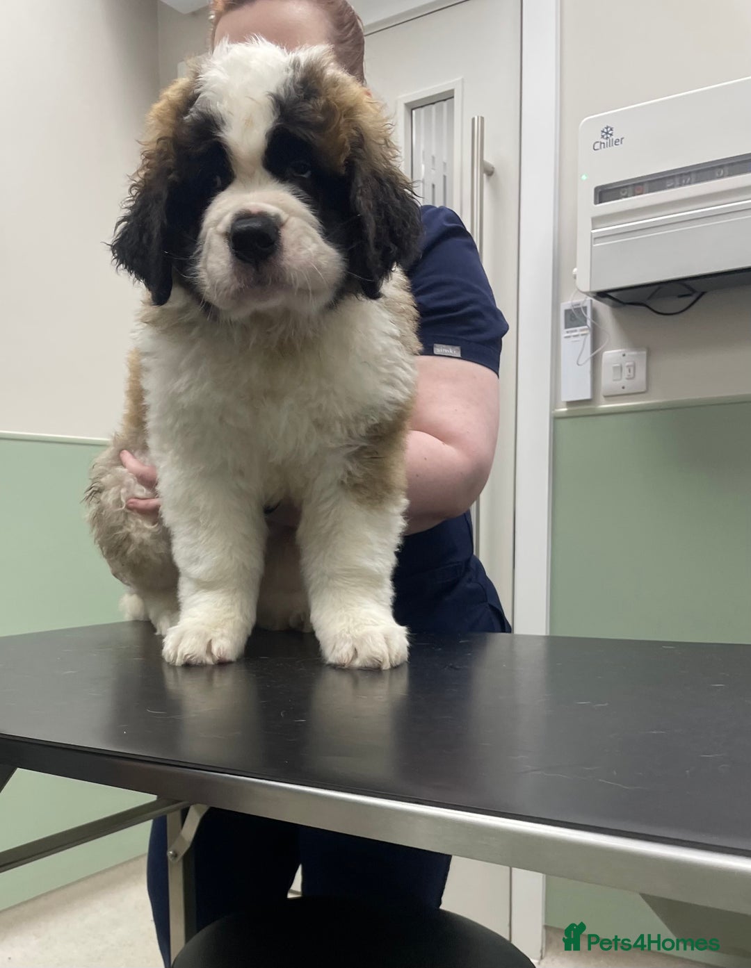 Saint Bernard dogs for sale: Saint Bernard puppies. Ready to leave  - Image 3