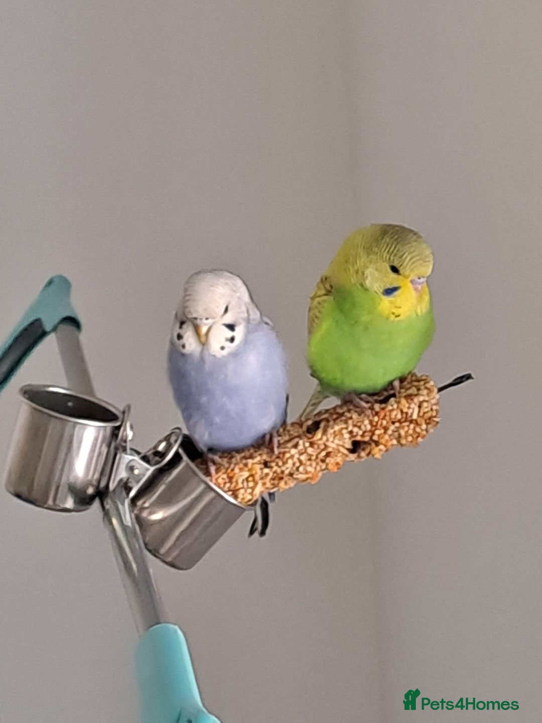 Budgerigars birds for sale: A pair of budgies for sale - Advert 3
