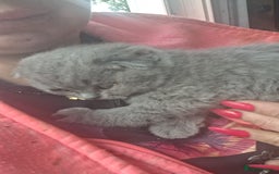 Scottish Fold cats for sale: Schotis fold  - Image 3