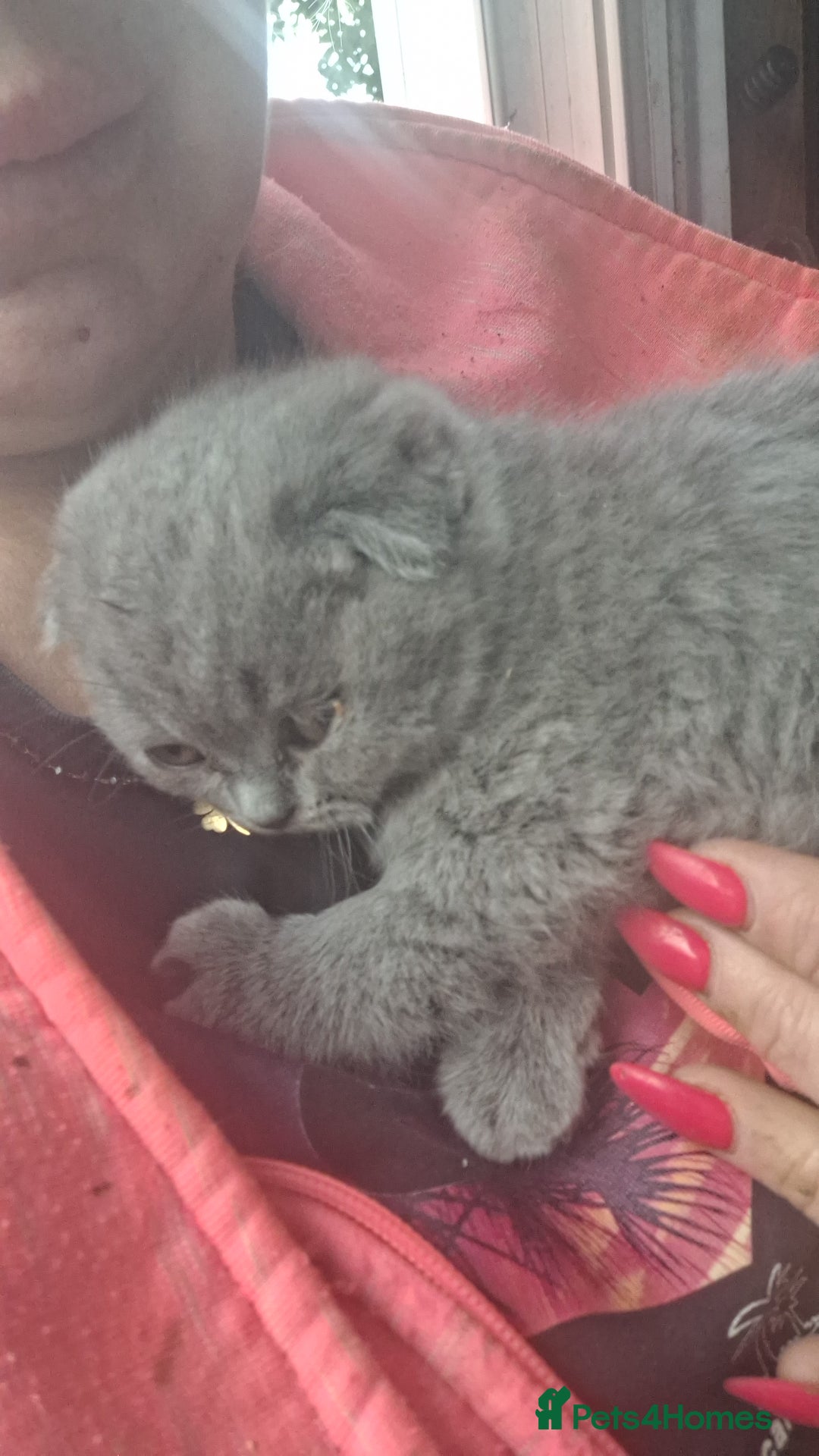 Scottish Fold cats for sale: Schotis fold  - Image 3