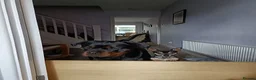 Chihuahua dogs for sale: Bruno the chihuahua  in Bedford - Advert 2