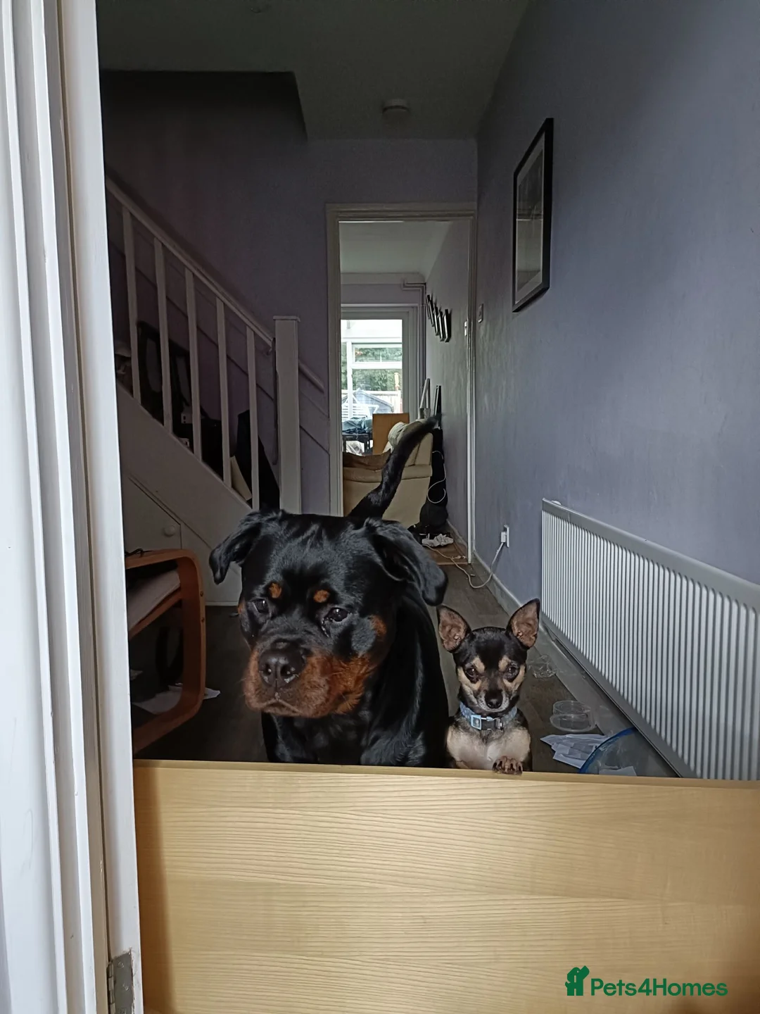 Chihuahua dogs for sale: Bruno the chihuahua  in Bedford - Advert 2