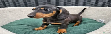Black and tan boy