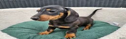Dachshund dogs for sale: Super sweet Dachshund puppies - Advert 5