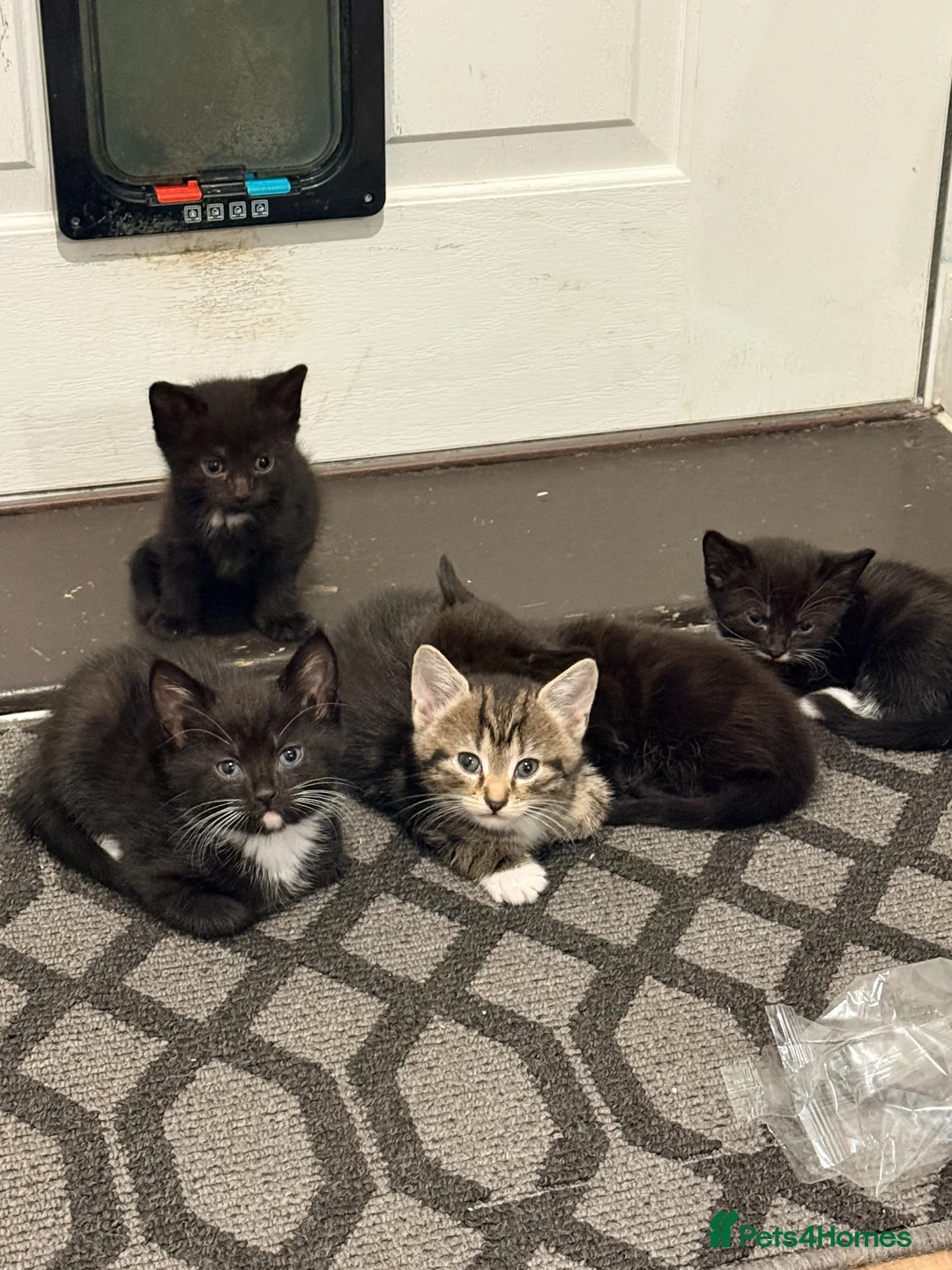 Mixed Breed cats for sale: 9 Beautiful mixed kittens in Olney - Advert 2