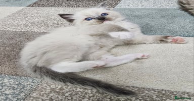Ragdoll cats - Advert 5