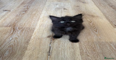 Persian cats - Advert 2