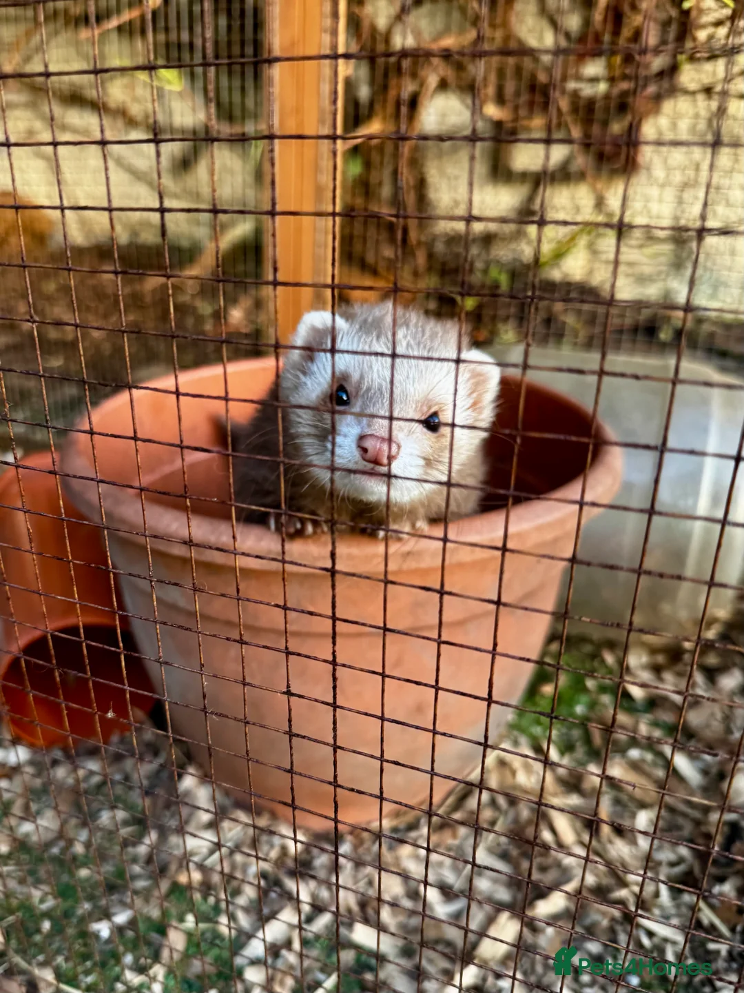 Ferret rodents for sale: Beautiful semi angora cinnamon ferret - Advert 1