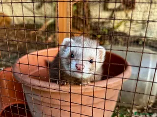 Ferret rodents Beautiful semi angora cinnamon ferret - Advert 3