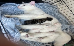 Turkish Van cats for sale: Half Turkish van kittens - Image 11
