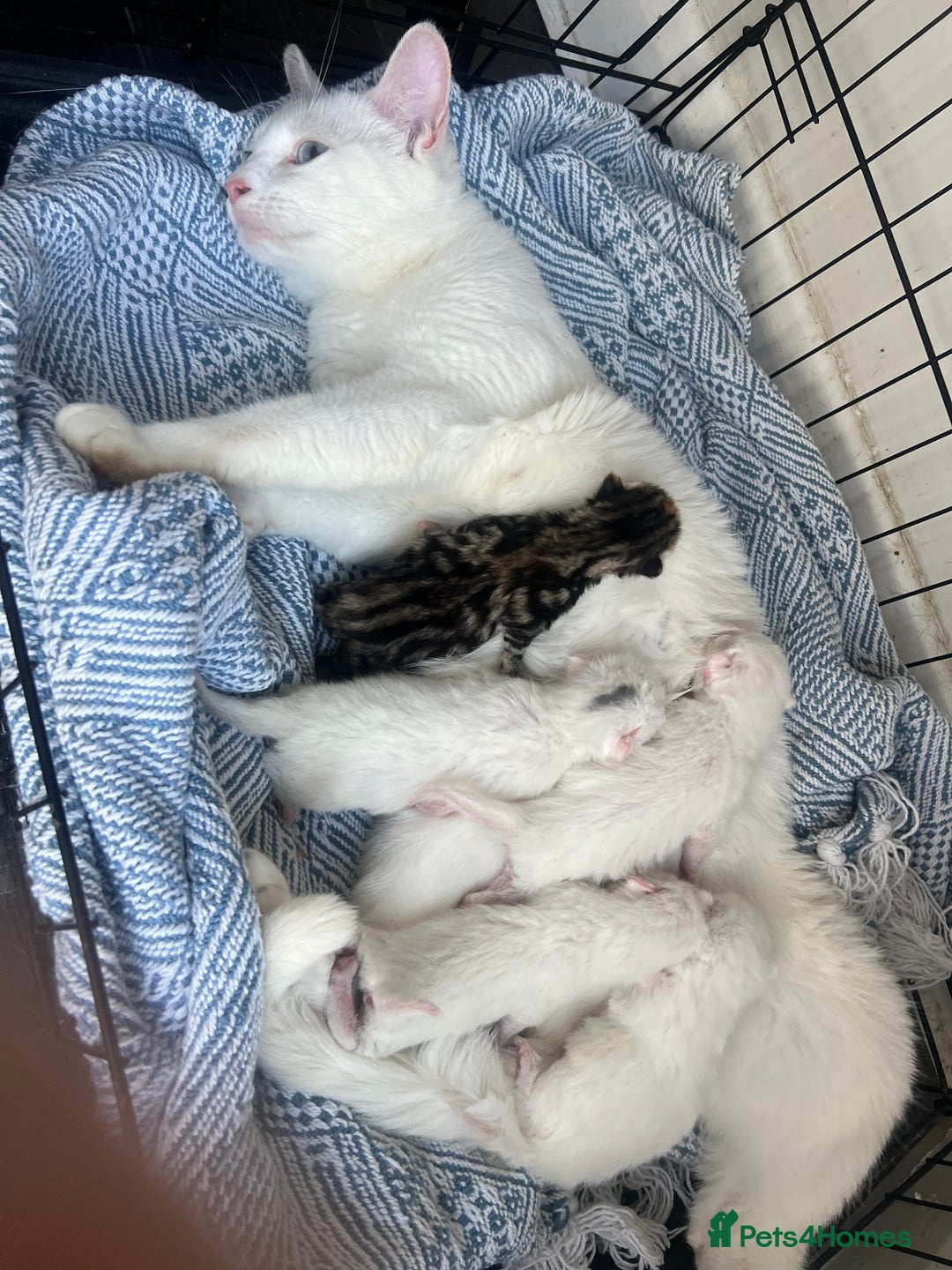 Turkish Van cats for sale: Half Turkish van kittens - Image 11