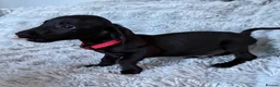 Mixed Breed dogs for sale: Miniature dachshund cross lab (dashadors)  - Advert 18
