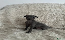 Italian Greyhound dogs for sale: Beautiful Italian greyhounds - Polish Bloodlines - Image 1