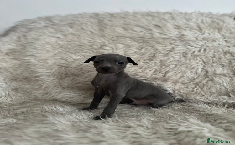Italian Greyhound dogs - Advert 11
