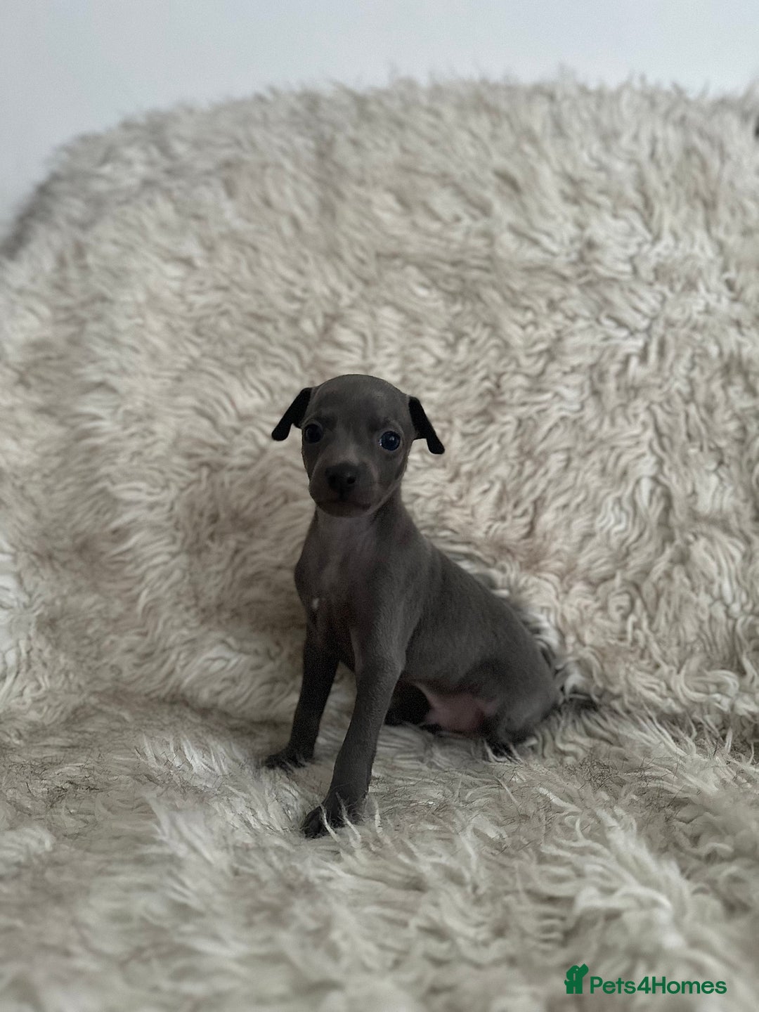 Italian Greyhound dogs for sale: Beautiful Italian greyhounds - Polish Bloodlines - Image 1