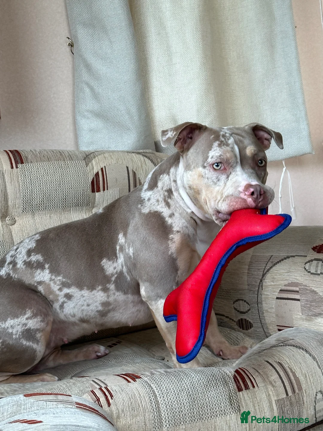 American Bully dogs for sale: Vivienne 3 year old pocket bully  - Advert 1