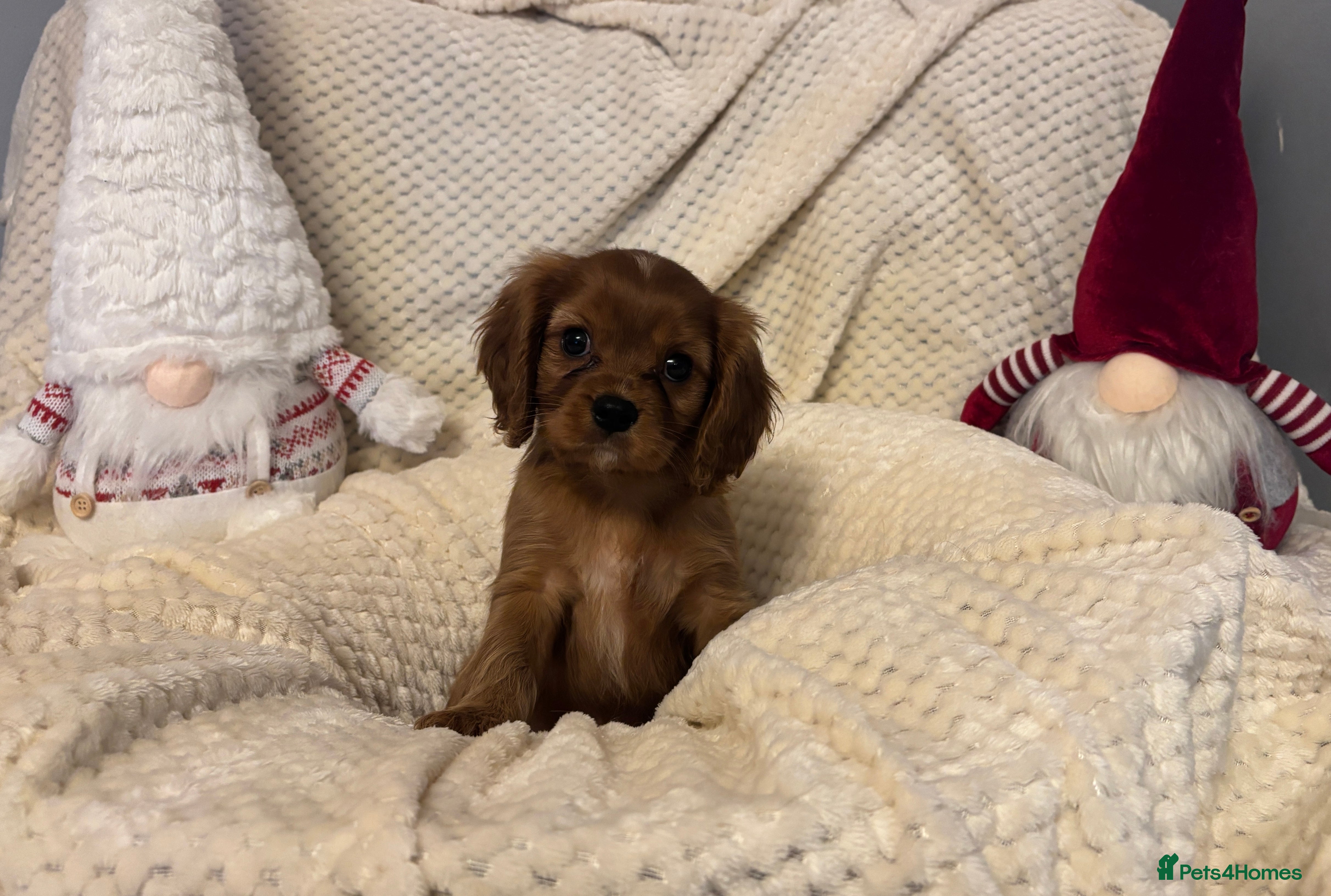 Cavalier King Charles Spaniel dogs KC Registered Boy ✨ Health Tested ✨ - Advert 11