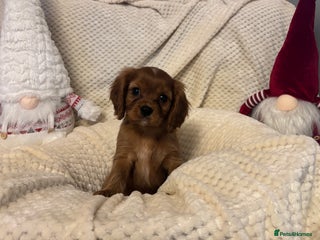 Cavalier King Charles Spaniel dogs KC Registered Boy ✨ Health Tested ✨ - Advert 11