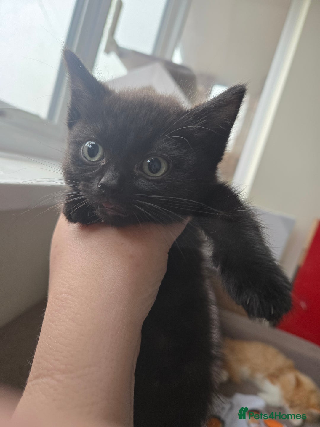 Ragdoll cats for sale: ☯️ Beautiful Yin/Yang pair of ragdoll crosses ☯️ - Advert 13