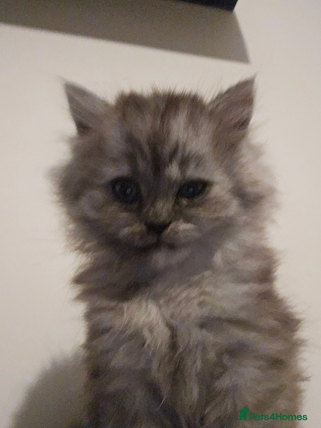 Persian cats for sale: Persian kittens for sale - Image 13