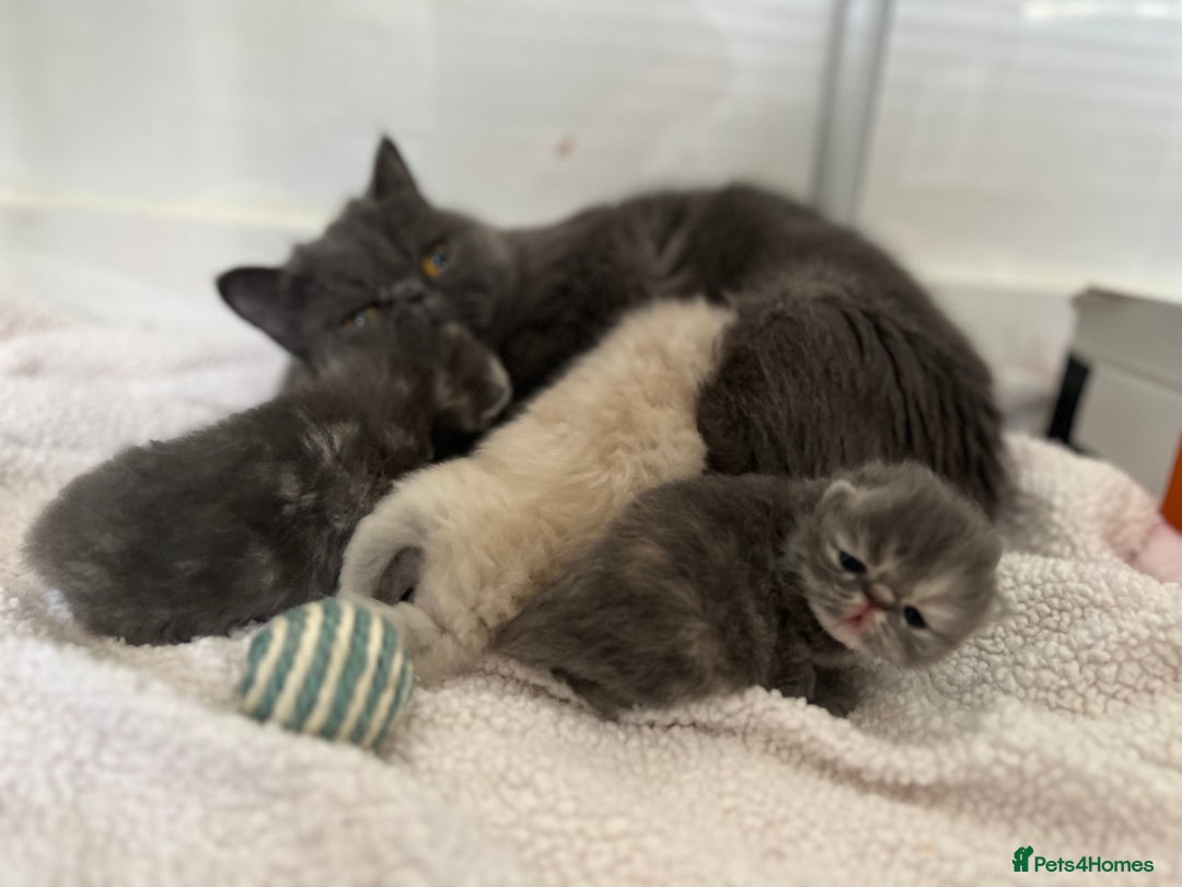 Exotic cats for sale: ⭐️ Exceptional Exotic x Persian Kittens ⭐️ - Advert 3