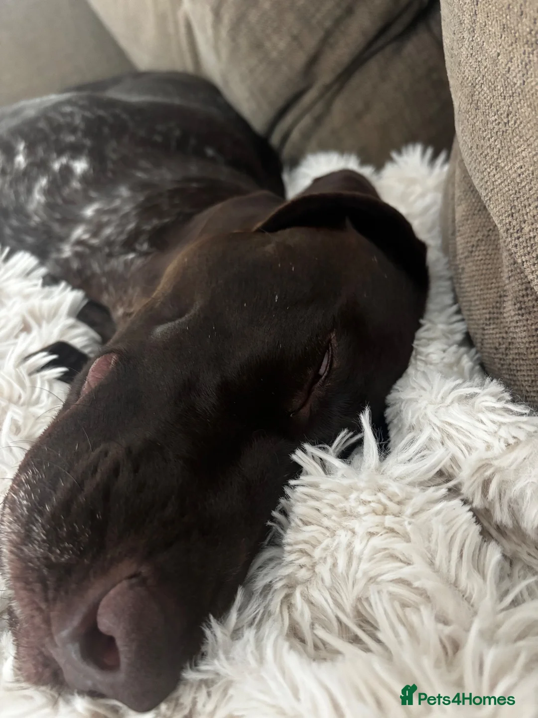 Dobermann dogs for sale: Doberman and German short haired pointer  - Advert 2